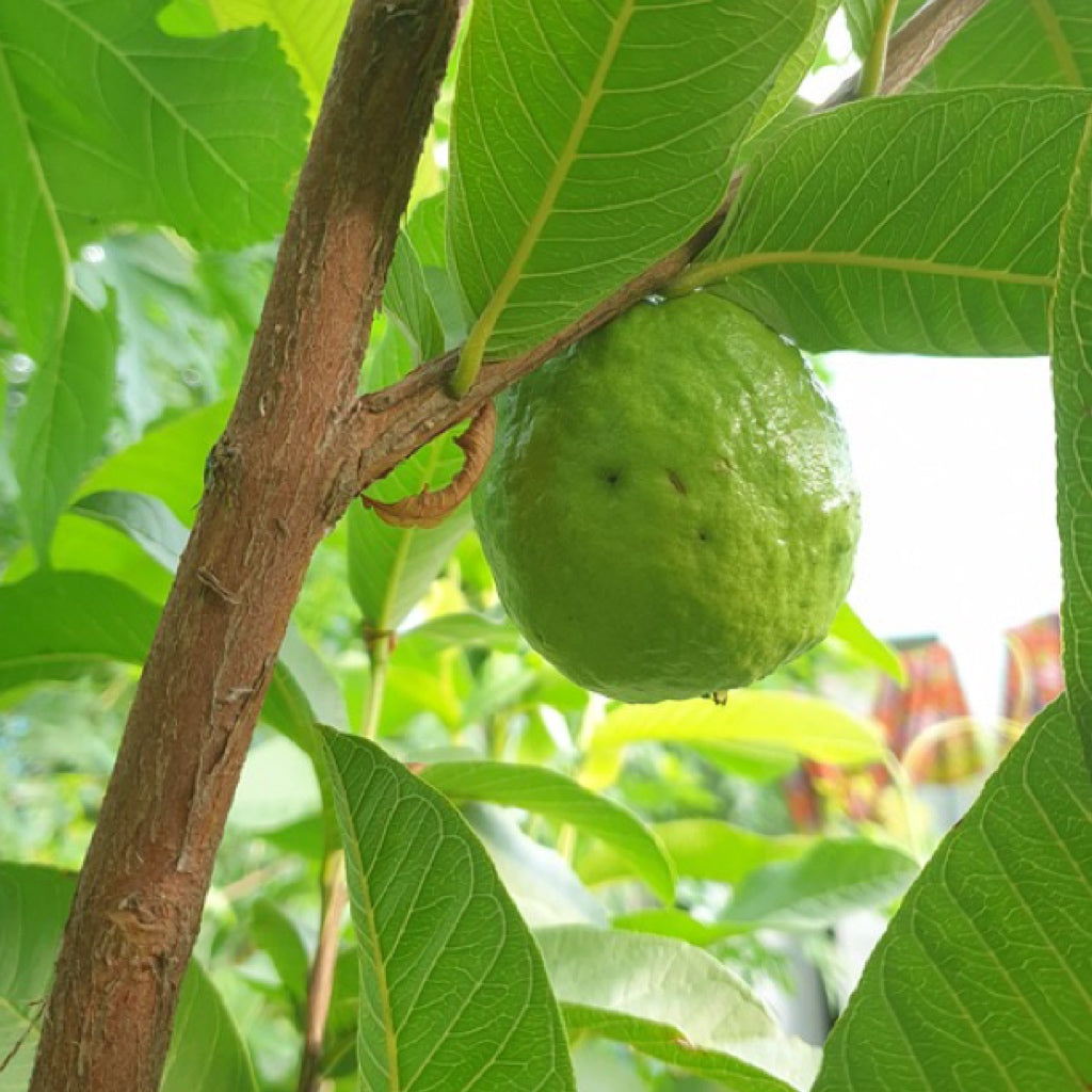 Ola Pono ロミスティック(マッサージスティック)