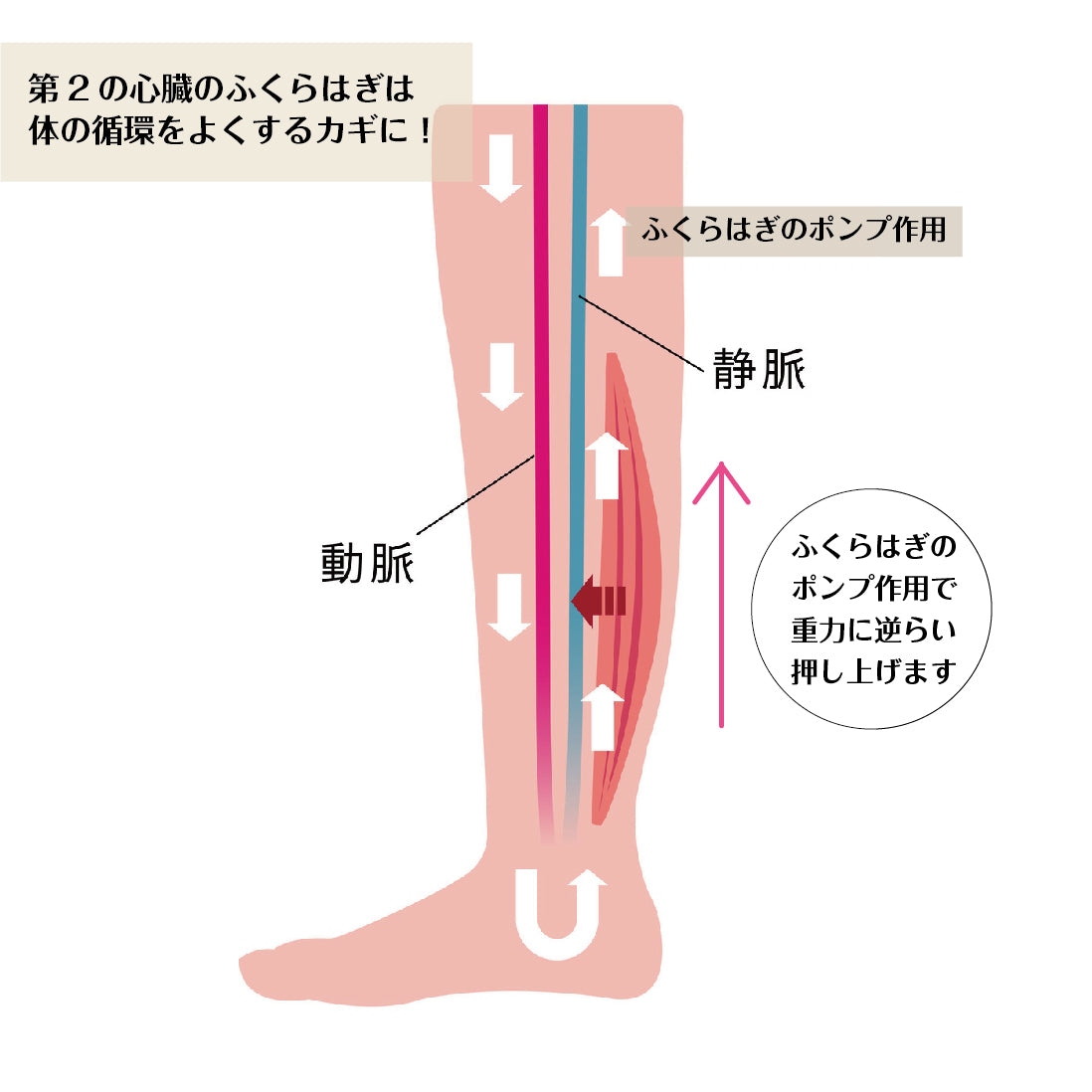 かかとソックス(PUBICARE)&バームサンダルセット